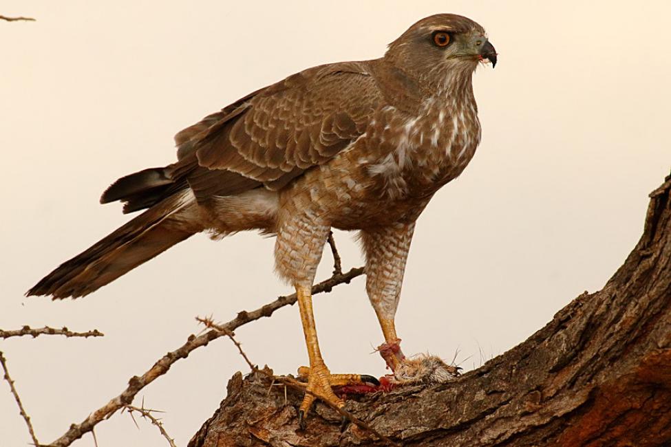 Azor lagartijero (Melierax poliopterus) Somali chanting goshawk.